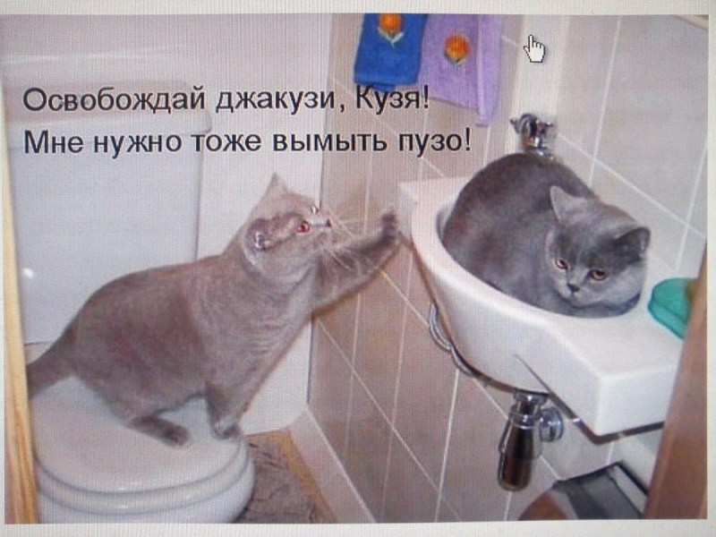 Смешные картинки животных