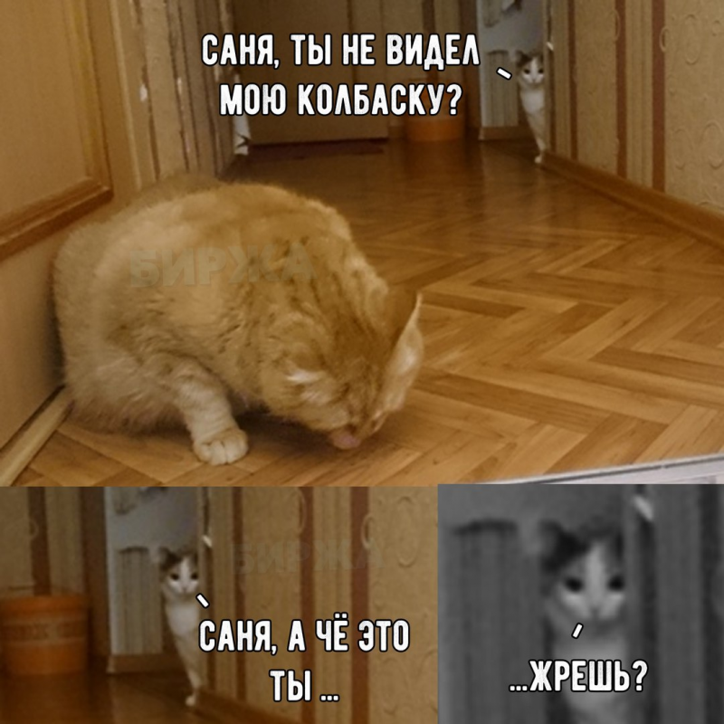 Кот Мем с надписью