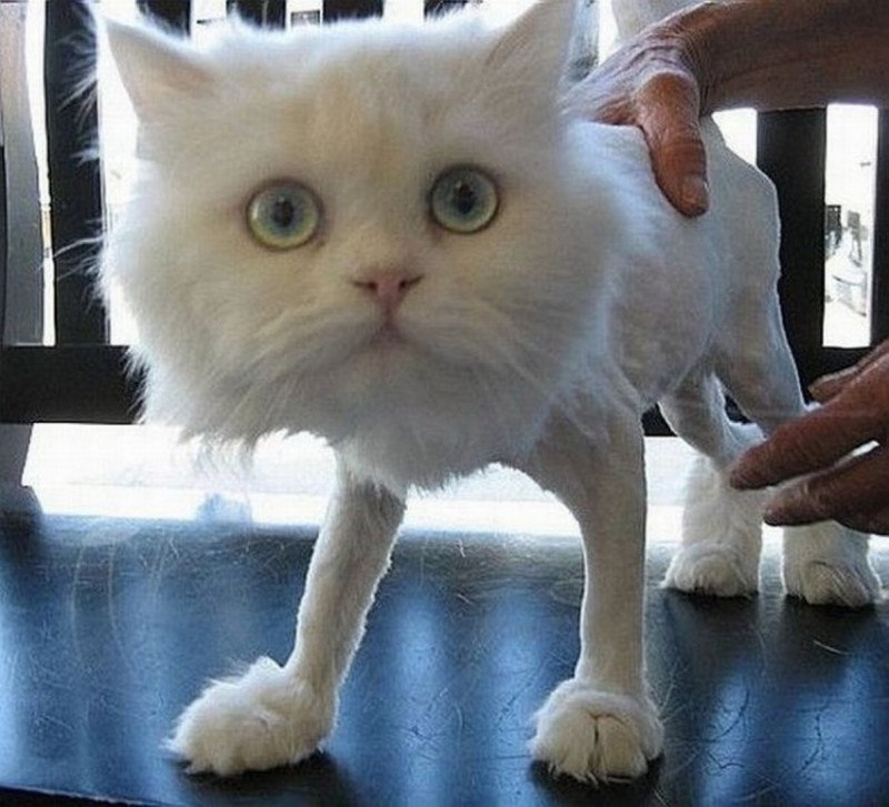 Смешные коты до слез
