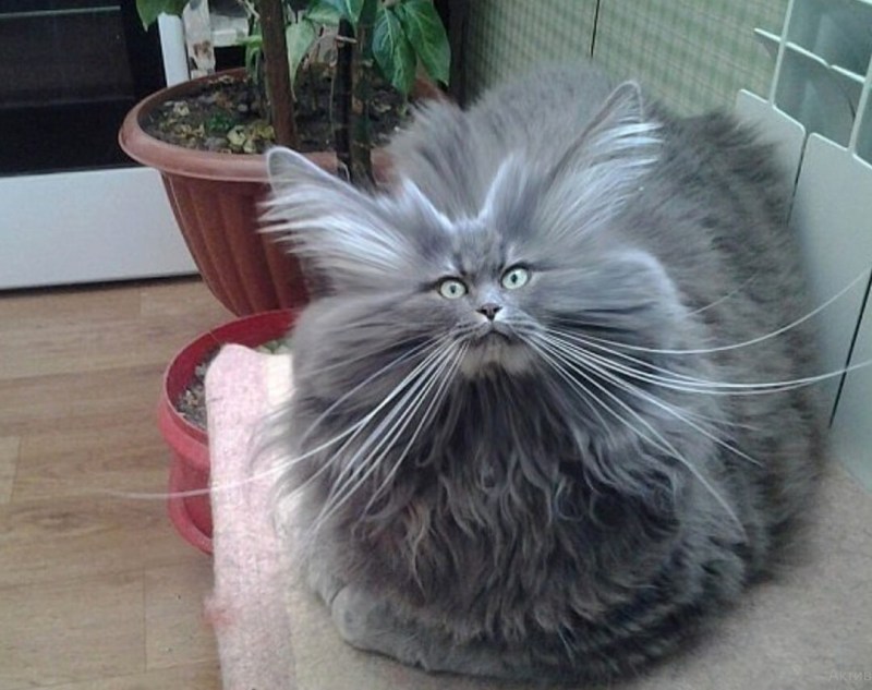 Ёшкин кот и ёкарный Бабай