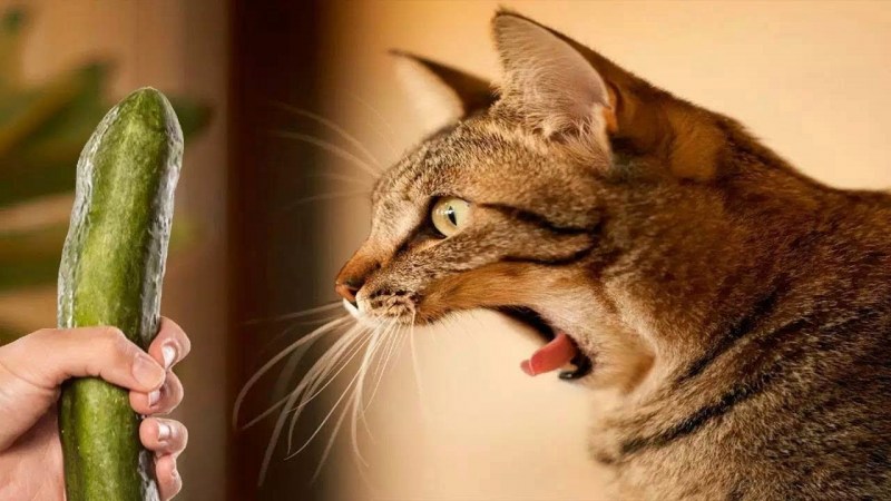 Смешные котики до слёз ржака