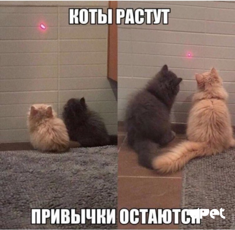 Прикольчики с котами