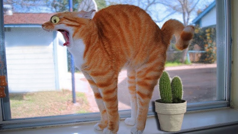 Приколы с котами