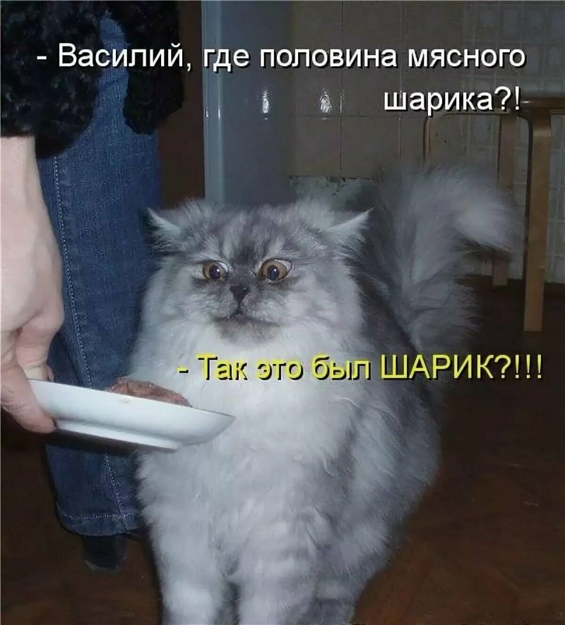 Забавные коты с надписями