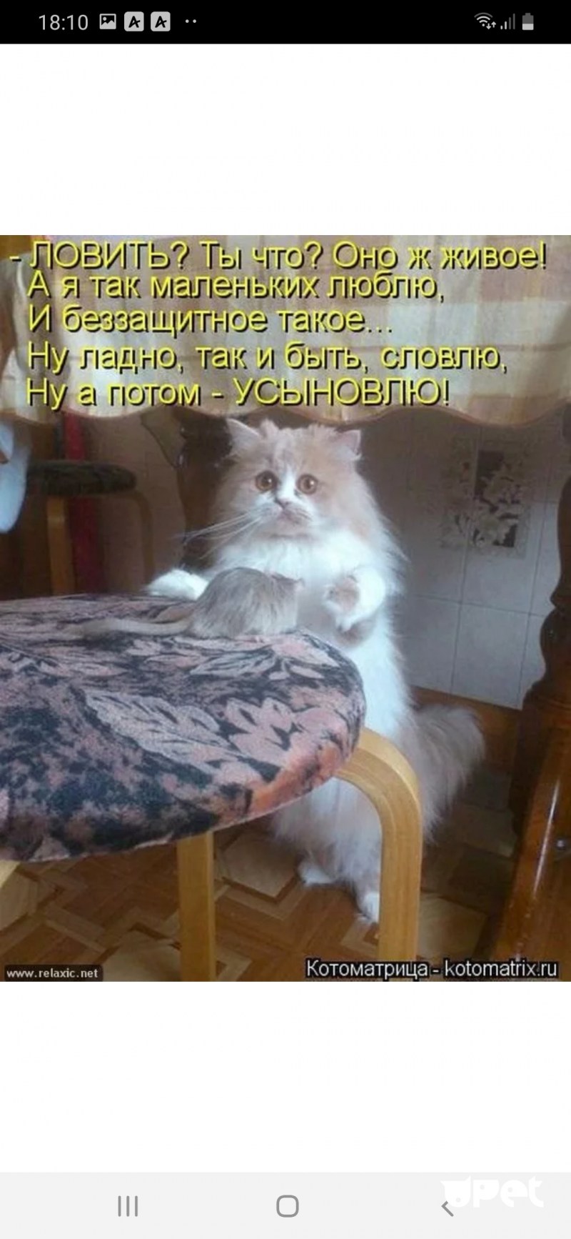 Коты приколы с надписями