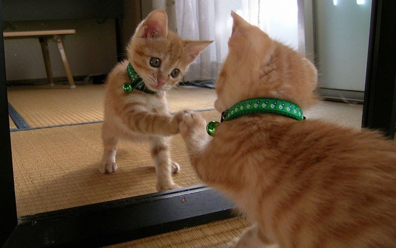 Забавные котята