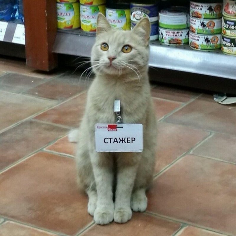 Кот ищет работу