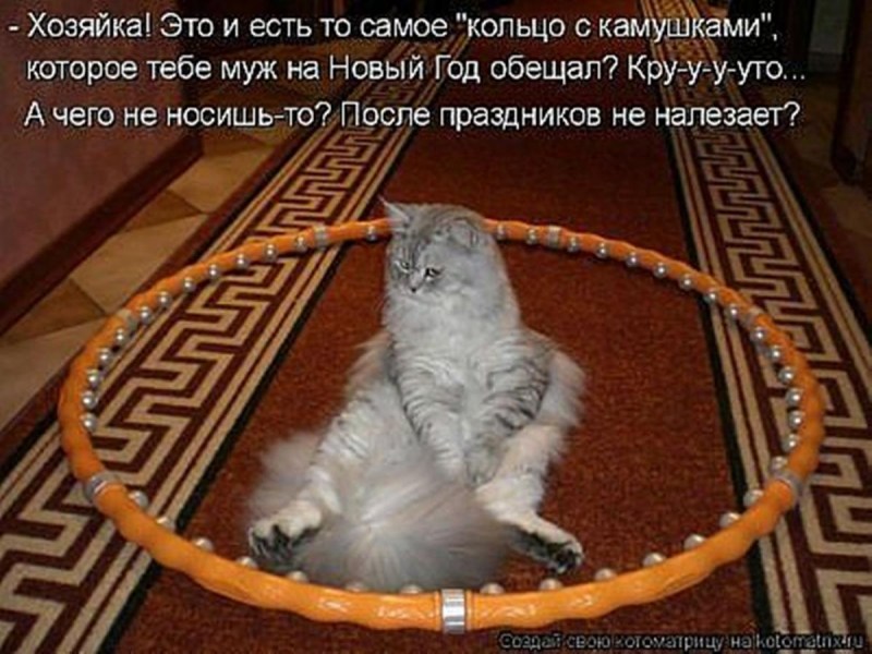 Забавные коты с надписями