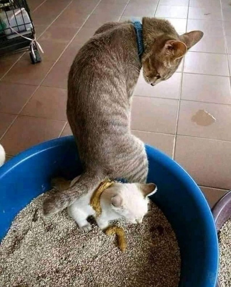 Котенок покакал
