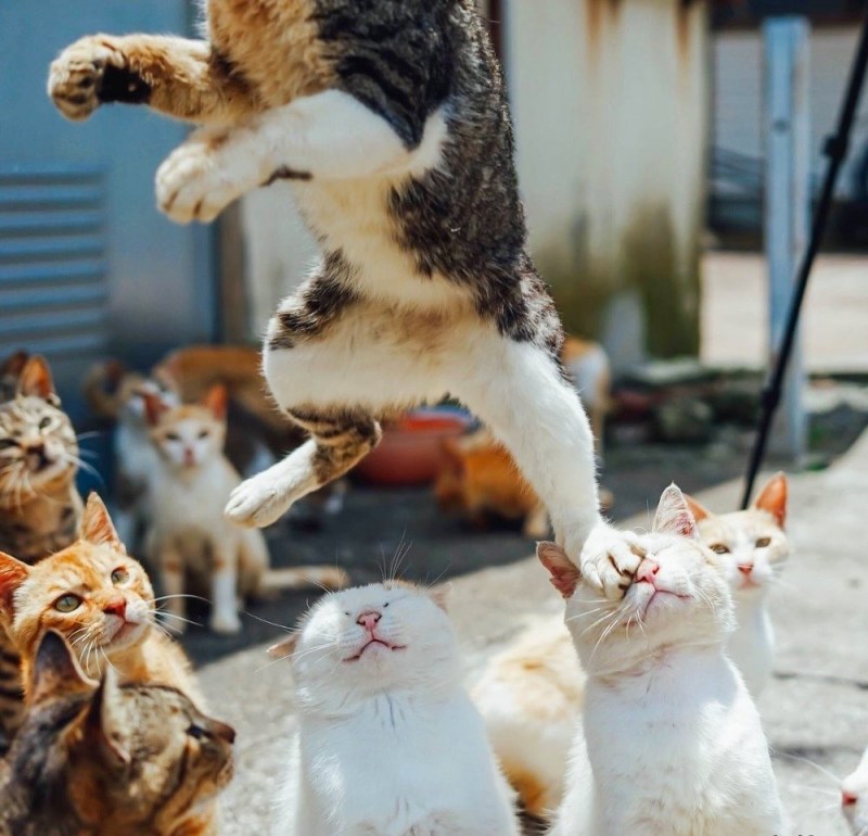 Кошка и зеркало