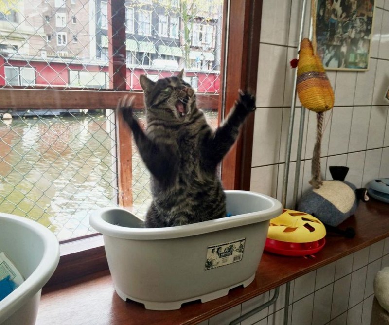 Сиамский кот прикол