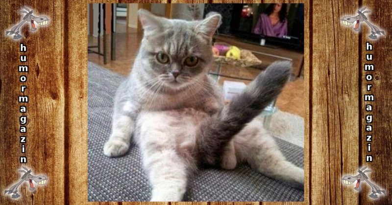 Коты приколы