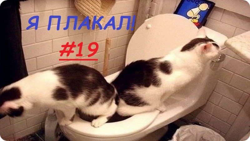 Кот в раковине