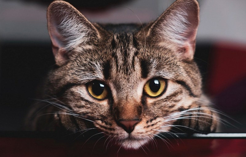 Коричневые коты