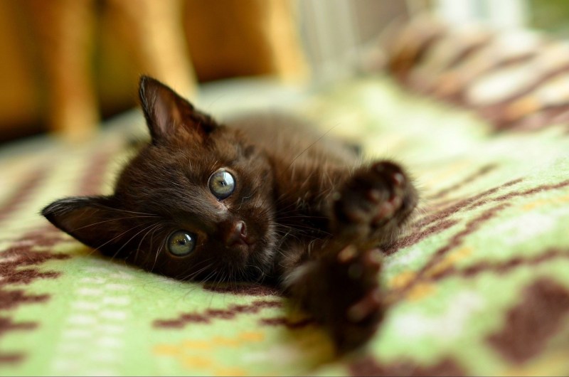 Черненький котенок