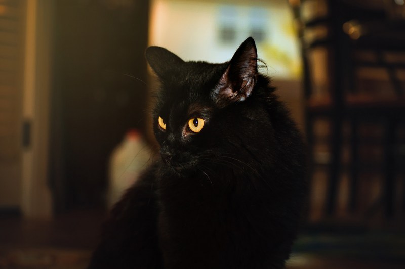 Шотландская вислоухая кошка