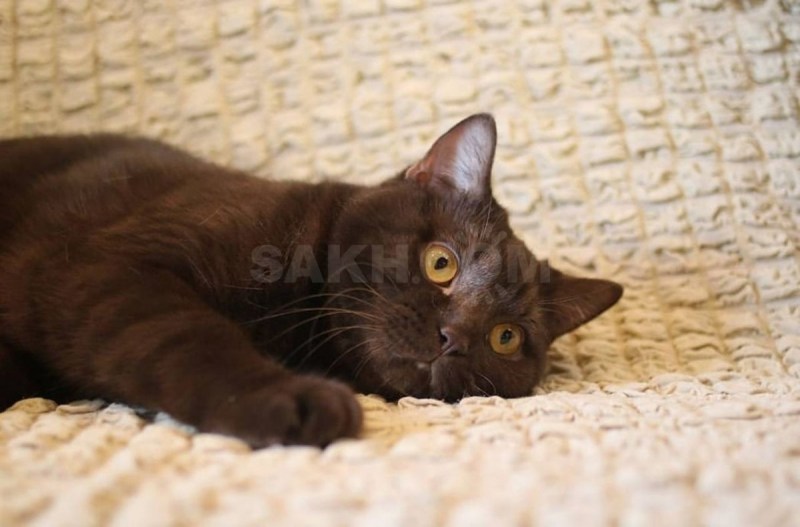 Коричневый полосатый кот