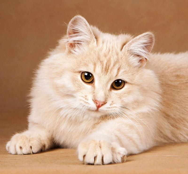 Сибирская кошка палевая