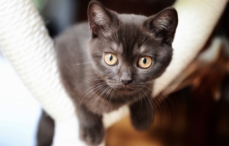 Коричневый котенок