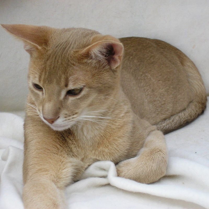 Палевая кошка