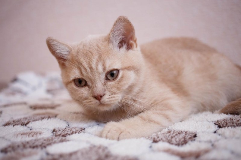 Британский короткошерстный кот персиковый