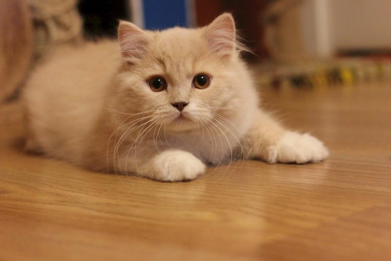 Манчкин кот персиковый