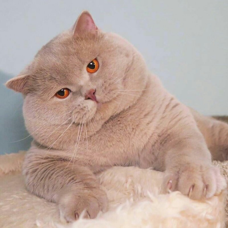 Кремовая кошка с голубыми глазами