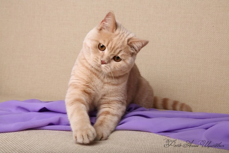 Персиковая кошка