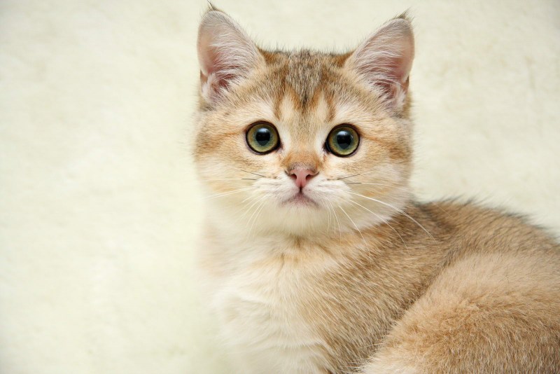 Кошка светло коричневая