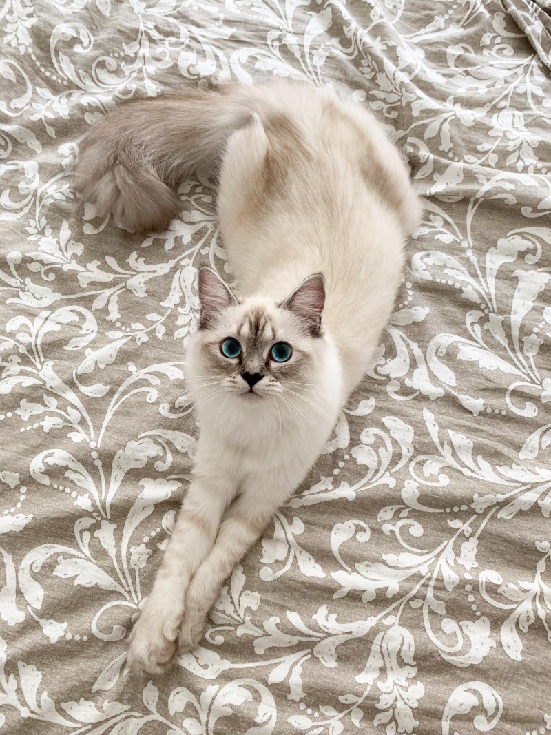 Бежевый котенок