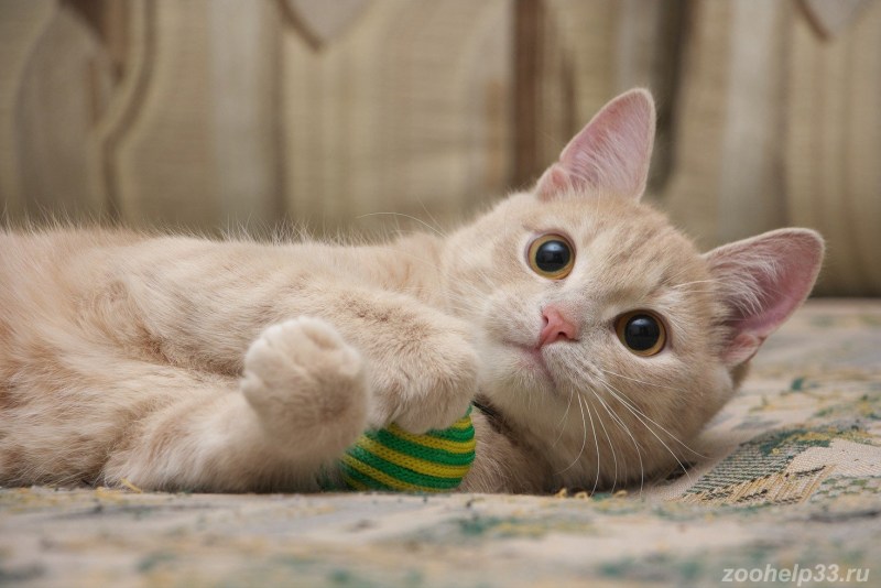 Кошки персикового окраса