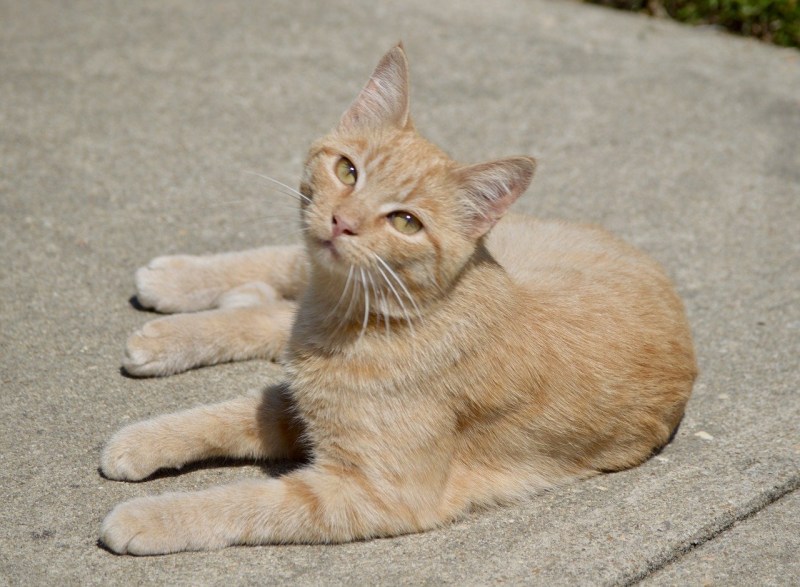 Ginger tabby Cat порода