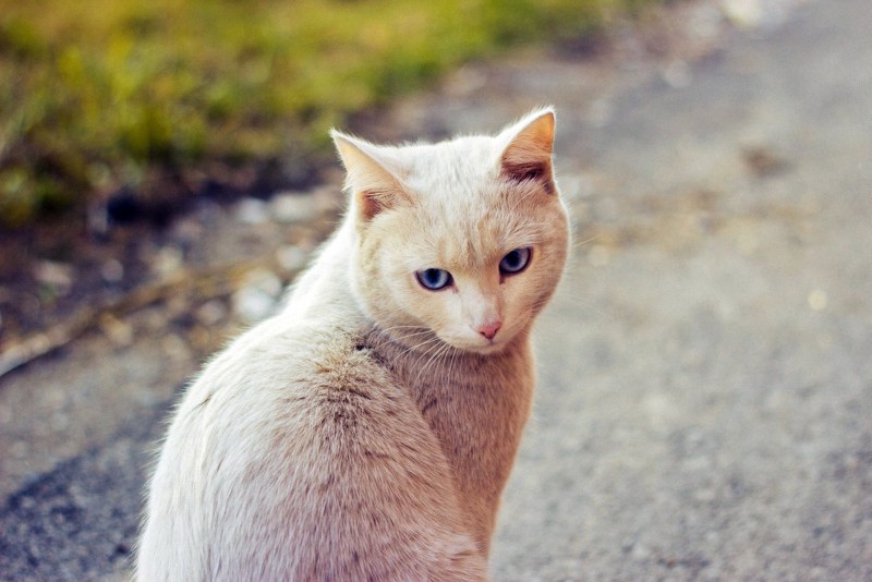 Кот британец бежевый