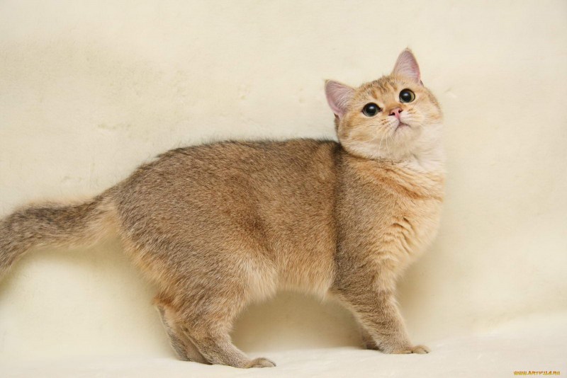 Кошка песочного окраса