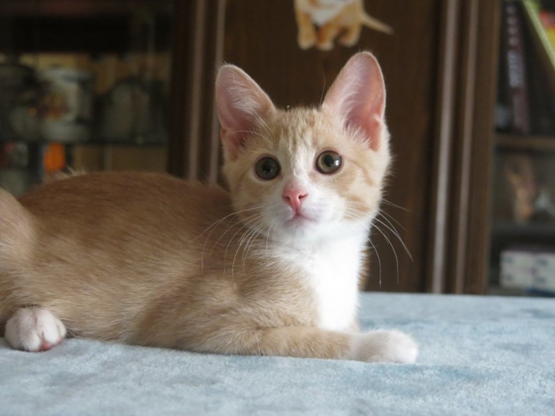 Палевая кошка