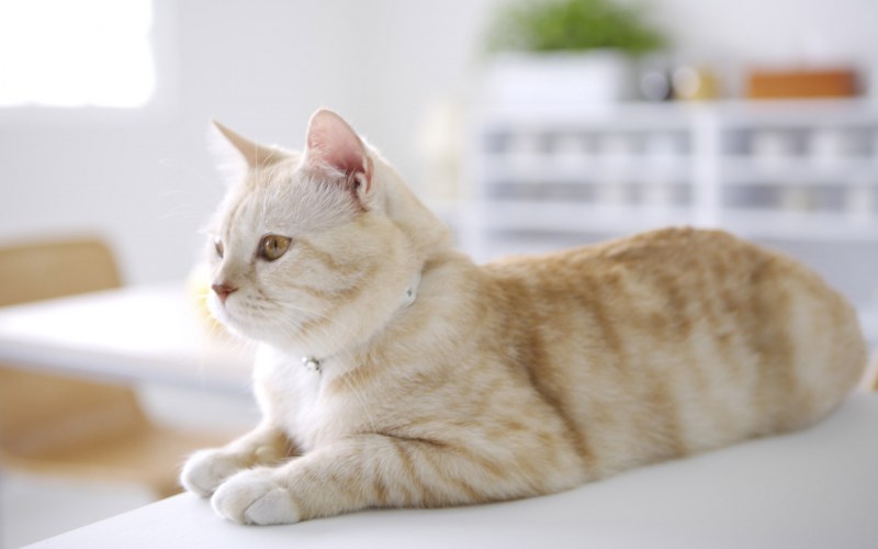 Кошка лежит