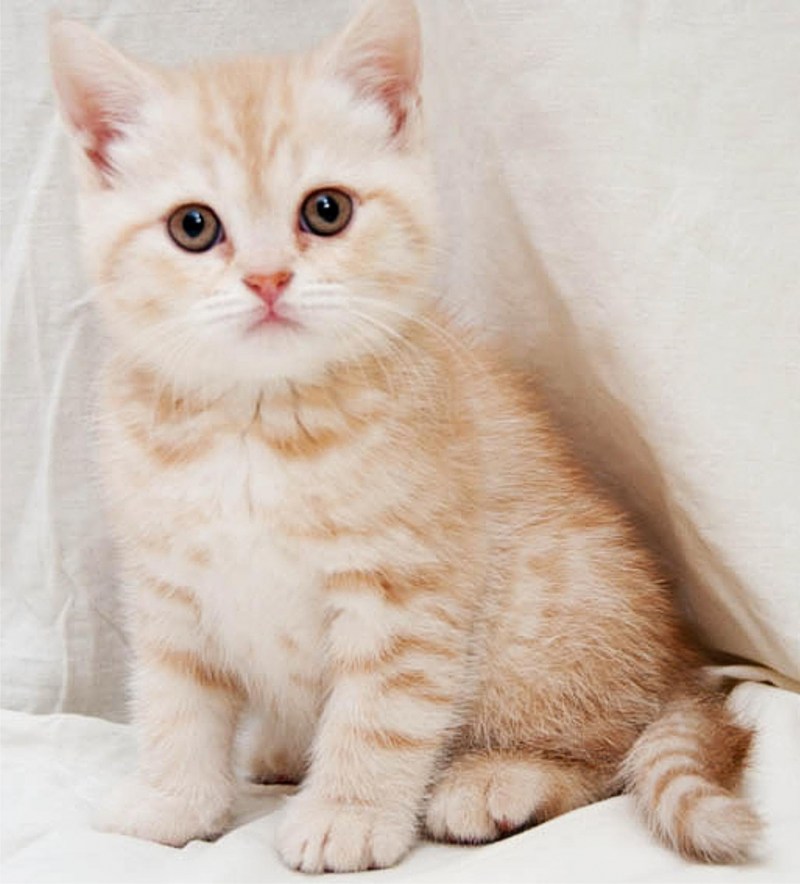 Персиковый британец котенок