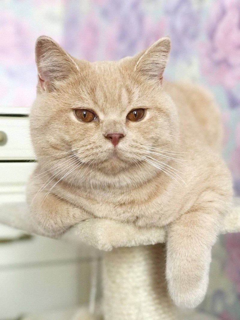 Кошка Бурма