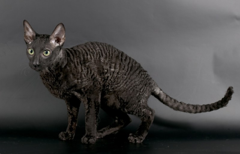 Корниш рекс кошка