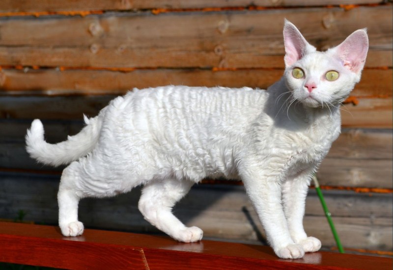 Кот Девон рекс