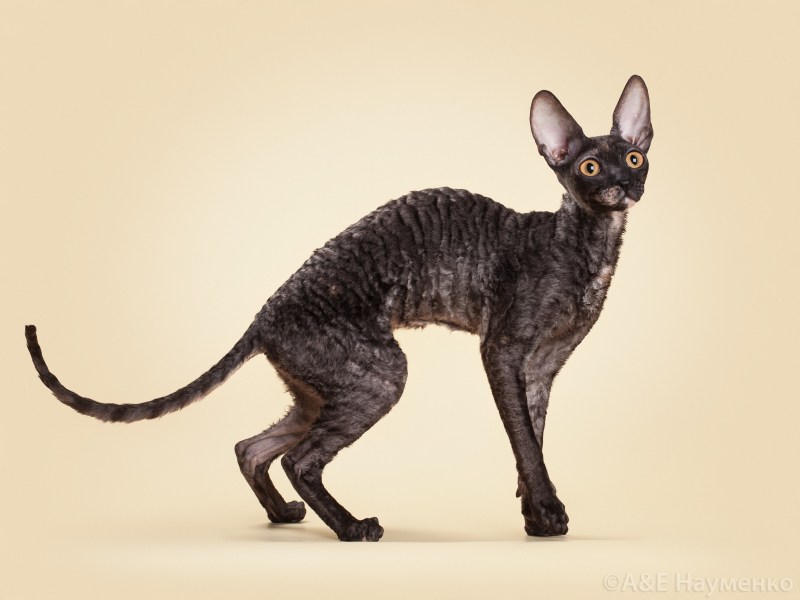 Коты породы Уральский рекс