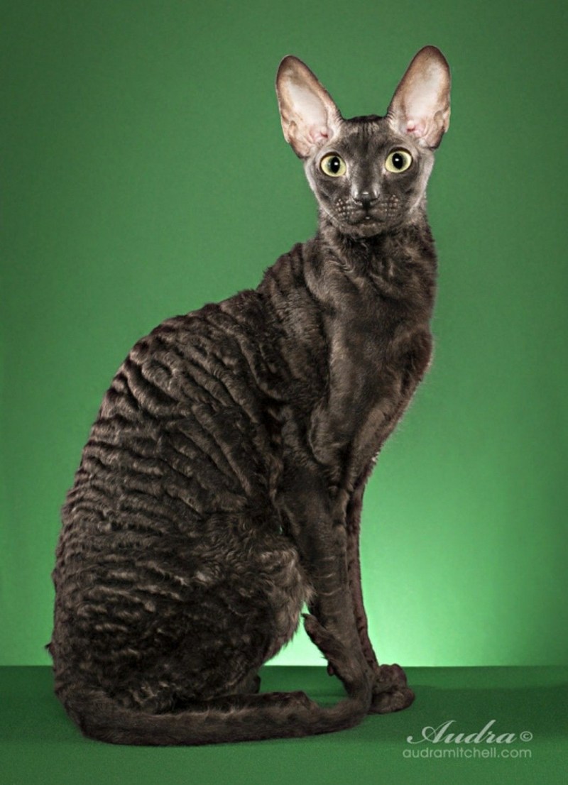 Корниш рекс