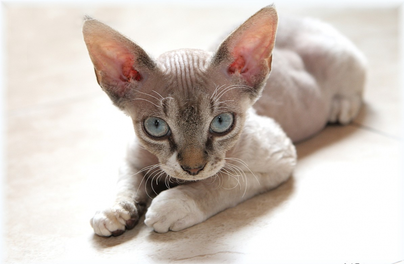 Сфинкс кошка Корниш рекс