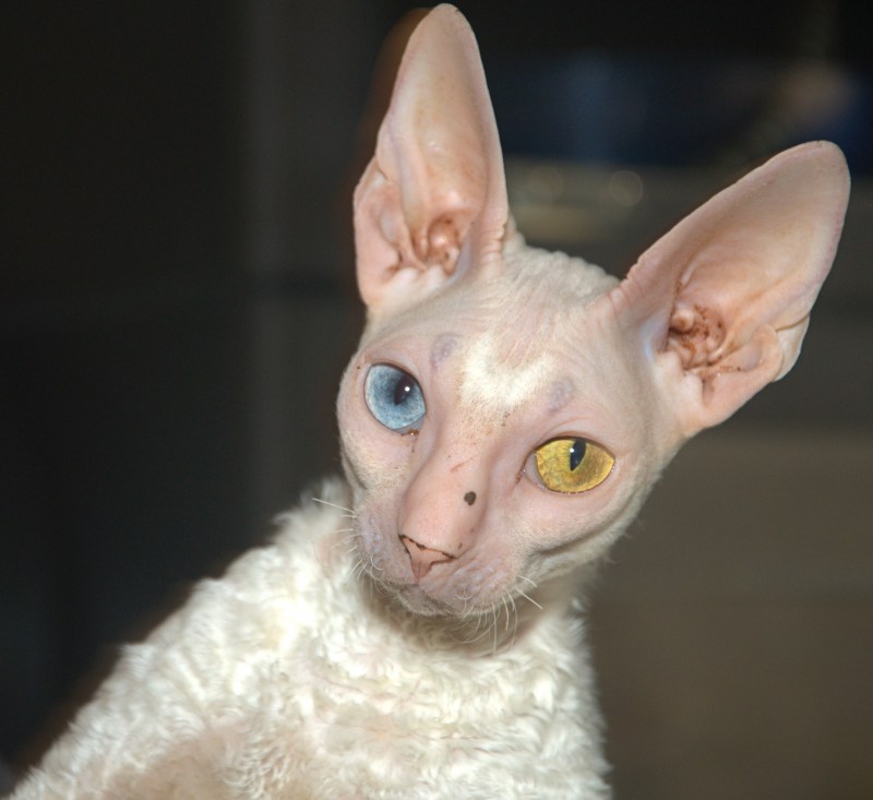 Корни Шрек