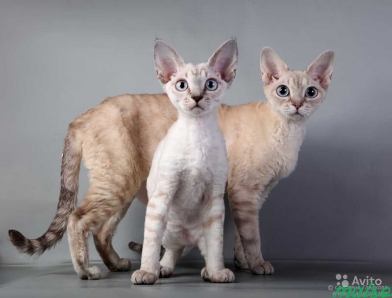 Коты породы Девон рекс