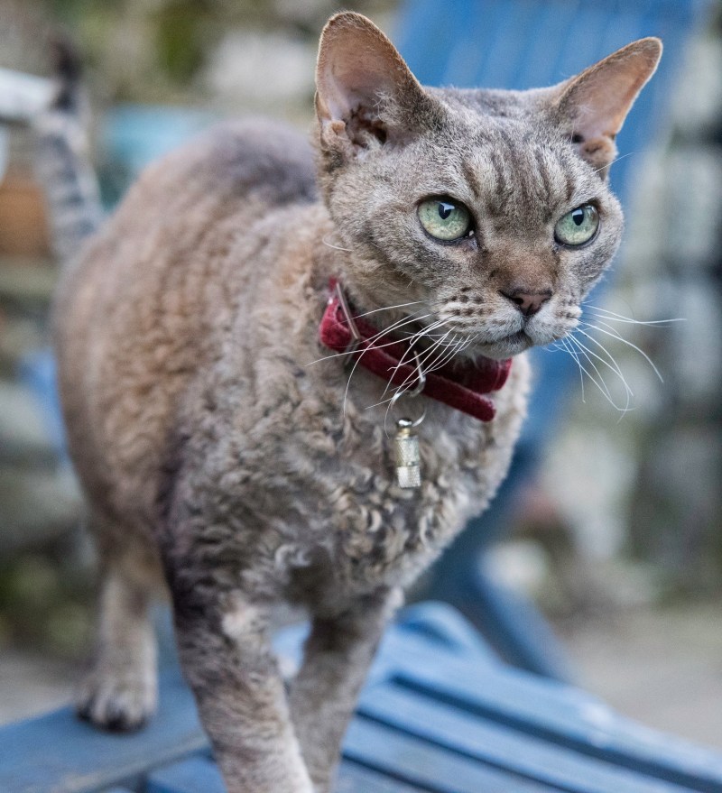 Корниш рекс кошка