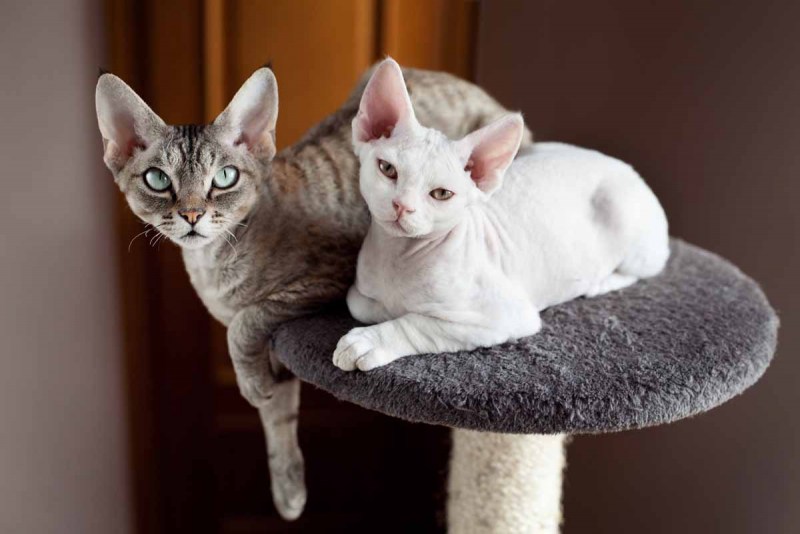 Корниш рекс черный