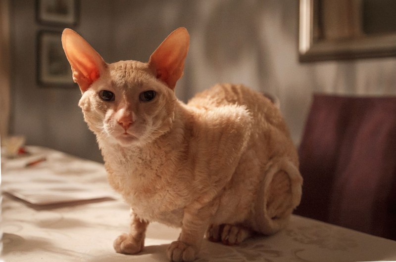 Корни Шрек кот