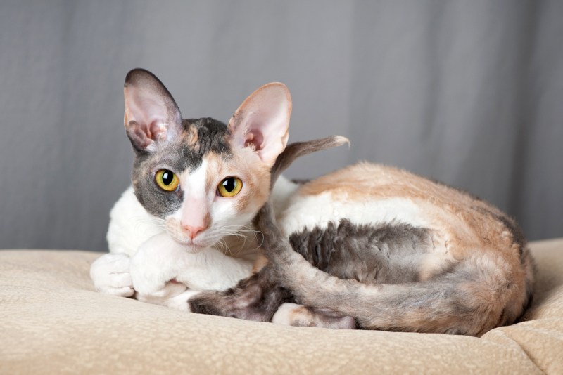 Корниш рекс кошка