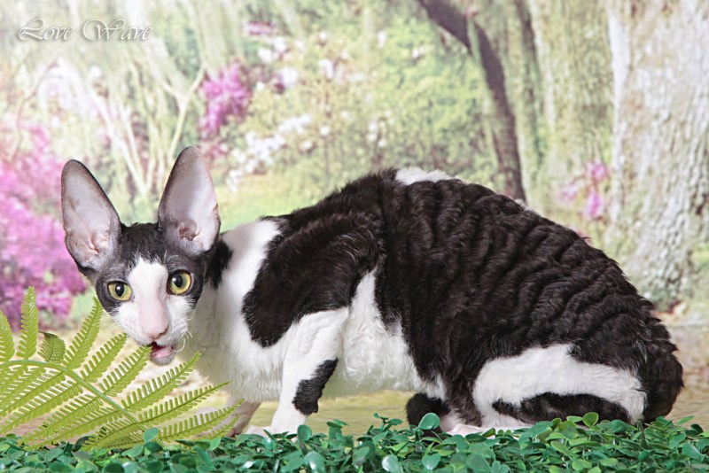 Корни Шрек